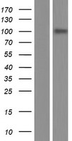 Lipin 1 (LPIN1) Human Over-expression Lysate