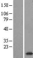 Synaptogyrin 1 (SYNGR1) Human Over-expression Lysate