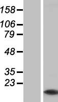 Myotrophin (MTPN) Human Over-expression Lysate