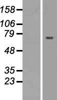 ABTB2 Human Over-expression Lysate