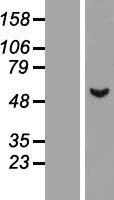ASB3 Human Over-expression Lysate