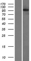 LRDD (PIDD1) Human Over-expression Lysate