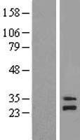 MRPL4 Human Over-expression Lysate