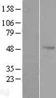 Antizyme inhibitor 1 (AZIN1) Human Over-expression Lysate