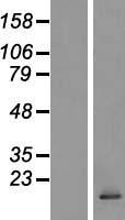 CCL28 Human Over-expression Lysate
