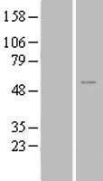 ZNF561 Human Over-expression Lysate