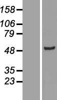 ADSS1 Human Over-expression Lysate