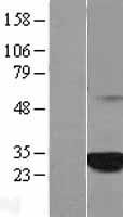 C1orf216 Human Over-expression Lysate