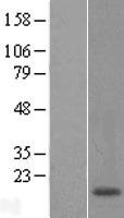 POLR1D Human Over-expression Lysate