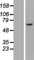 NEK3 Human Over-expression Lysate