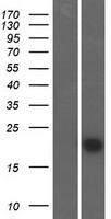FAM89B Human Over-expression Lysate