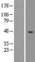 EED Human Over-expression Lysate