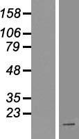 HOXA1 Human Over-expression Lysate