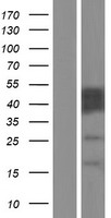 CABYR Human Over-expression Lysate