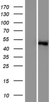 SGK3 Human Over-expression Lysate