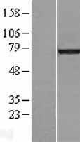 Lamin A (LMNA) Human Over-expression Lysate