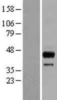 SGK2 Human Over-expression Lysate