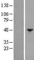 SPAG6 Human Over-expression Lysate