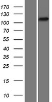 PYK2 (PTK2B) Human Over-expression Lysate
