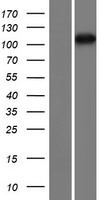 TDRD5 Human Over-expression Lysate