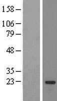 SSX3 Human Over-expression Lysate