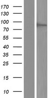 DNMT3B Human Over-expression Lysate