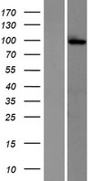 GRIK2 Human Over-expression Lysate