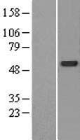 CDK5RAP3 Human Over-expression Lysate