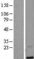 LYNX1 Human Over-expression Lysate