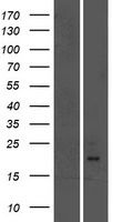 GPLD1 Human Over-expression Lysate