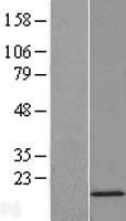 SNRPD2 Human Over-expression Lysate