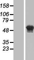 GOLM2 Human Over-expression Lysate
