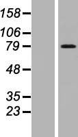 ARMCX2 Human Over-expression Lysate