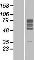 BTN2A2 Human Over-expression Lysate