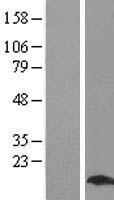 MYL9 Human Over-expression Lysate