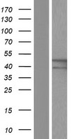 PPP2R2B Human Over-expression Lysate