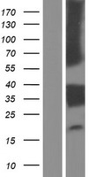 LILRA5 Human Over-expression Lysate