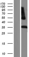 LILRA5 Human Over-expression Lysate