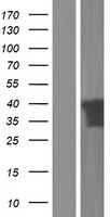 PITPNC1 Human Over-expression Lysate