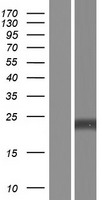 AMELX Human Over-expression Lysate