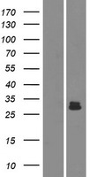 AMELX Human Over-expression Lysate