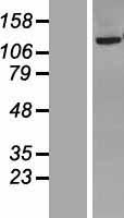 NNT Human Over-expression Lysate