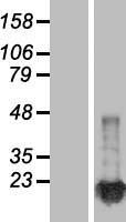 NM23A (NME1) Human Over-expression Lysate