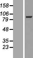 MAP4K5 Human Over-expression Lysate