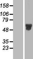 MNK2 (MKNK2) Human Over-expression Lysate