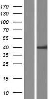 MNK1 (MKNK1) Human Over-expression Lysate
