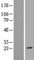 MRRF Human Over-expression Lysate