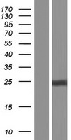 Amino terminal enhancer of split (AES) Human Over-expression Lysate