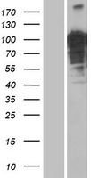 OTUD4 Human Over-expression Lysate
