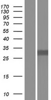 COPE Human Over-expression Lysate